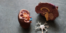 A plastic model of a human brain and neuron sits on a table